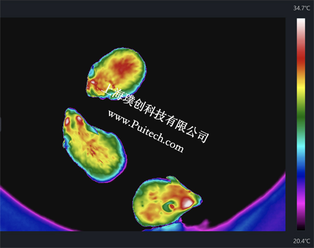 海康微影紅外熱成像技術對實驗小鼠進行科研觀測